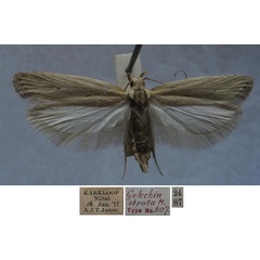 /filer/webapps/moths/media/images/O/obruta_Gelechia_FHT_TMSA.jpg