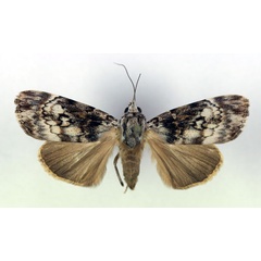 /filer/webapps/moths/media/images/A/acronyctoides_Tachosa_A_RMCA.jpg