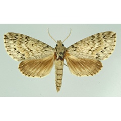 /filer/webapps/moths/media/images/S/suffuscus_Malgassoclanis_AM_Basquin.jpg