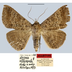 /filer/webapps/moths/media/images/D/dodo_Ericeia_AT_MNHN.jpg