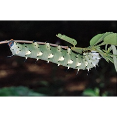 /filer/webapps/moths/media/images/D/dumolinii_Lophostethus_C_Roland_01.jpg
