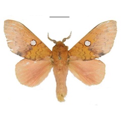 /filer/webapps/moths/media/images/M/magnimacula_Hypotrabala_PTM_ANHRT.jpg