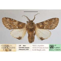 /filer/webapps/moths/media/images/R/rosinaria_Rosinella_A_MGCLa_01.JPG