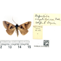 /filer/webapps/moths/media/images/A/angulilinea_Hypospila_PTM_BMNH.jpg