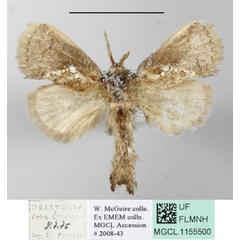 /filer/webapps/moths/media/images/T/triguttata_Metarbela_A_MGCLa_02.JPG