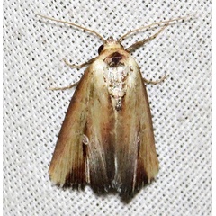 /filer/webapps/moths/media/images/C/cauta_Phalerodes_A_Braun_02.jpg