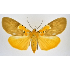 /filer/webapps/moths/media/images/S/speciosa_Asota_AF_NHMO.jpg