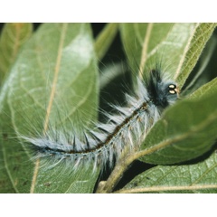 /filer/webapps/moths/media/images/M/marshalli_Metajana_C_Roland_02.jpg