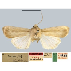 /filer/webapps/moths/media/images/L/loreyi_Leucania_LT_MNHN.jpg