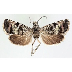 /filer/webapps/moths/media/images/K/kingstoni_Coccothera_PTF_Larsen.jpg