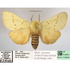 /filer/webapps/moths/media/images/A/albida_Antheua_A_MGCLa_01.JPG