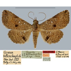 /filer/webapps/moths/media/images/T/tetramelanosticta_Cerynea_HT_MNHN.jpg