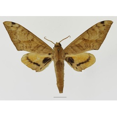 /filer/webapps/moths/media/images/A/admatha_Pseudoclanis_AM_Basquin_02a.jpg