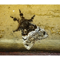 /filer/webapps/moths/media/images/N/nioba_Argyrostagma_A_Roland_01.jpg