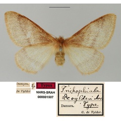 /filer/webapps/moths/media/images/D/devylderi_Trichophiala_HT_SNHM.jpg