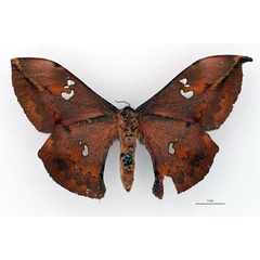 /filer/webapps/moths/media/images/S/silvaticum_Orthogonioptilum_NAT_RBINS_02.jpg