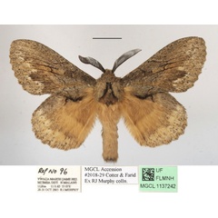 /filer/webapps/moths/media/images/C/chanleri_Metajana_AM_MGCLa_01.JPG