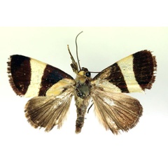 /filer/webapps/moths/media/images/P/purpurea_Neonegeta_A_RMCA_02.jpg