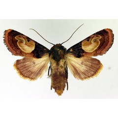 /filer/webapps/moths/media/images/N/notabilis_Syrrusis_AF_Aulombard.jpg