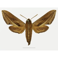 /filer/webapps/moths/media/images/P/perkeo_Theretra_AF_Basquina.jpg