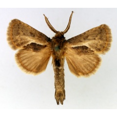 /filer/webapps/moths/media/images/B/bivittata_Marshalliana_AM_TMSA_01.jpg