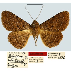 /filer/webapps/moths/media/images/H/hildebrandti_Polydesma_AT_MNHN.jpg