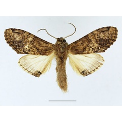 /filer/webapps/moths/media/images/C/curvilinea_Stemmatophalera_AF_Basquin.jpg