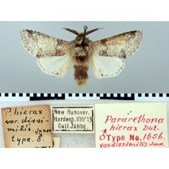 /filer/webapps/moths/media/images/D/dissimilus_Pararrethona_LT_TMSA.jpg