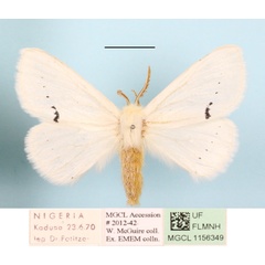 /filer/webapps/moths/media/images/V/Venusta_Phiala_A_MGCLa_02.JPG