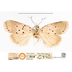 /filer/webapps/moths/media/images/A/atripuncta_Pardasena_HT_NHMUK.jpg