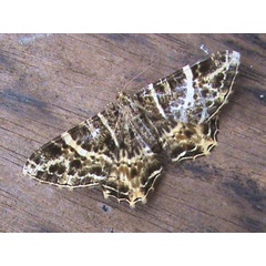 /filer/webapps/moths/media/images/U/ugandaria_Chorocotis_A_Guyonnet.jpg