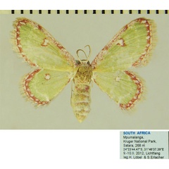 /filer/webapps/moths/media/images/B/biornata_Allochrostes_AF_ZSM.jpg