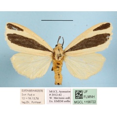 /filer/webapps/moths/media/images/S/scita_Epilacydes_AF_MGCLa_02.JPG