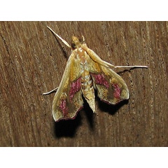 /filer/webapps/moths/media/images/B/bibundalis_Agathodes_A_Goff_02.jpg