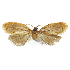 /filer/webapps/moths/media/images/I/iitae_Plinthograptis_HT_USNM.jpg