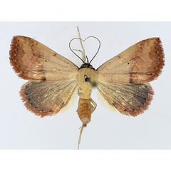 /filer/webapps/moths/media/images/D/duplicalis_Phytometra_AF_TMSA_01.jpg