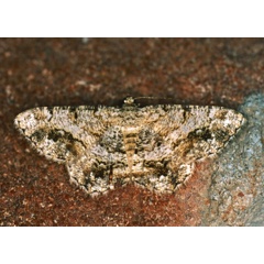 /filer/webapps/moths/media/images/M/multistrigata_Chiasmia_A_Roland_01_A04mVRz.jpg