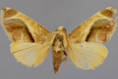 Acontia metaxantha