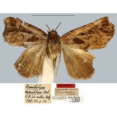 /filer/webapps/moths/media/images/M/maculifera_Acantholipes_HT_MNHN.jpg