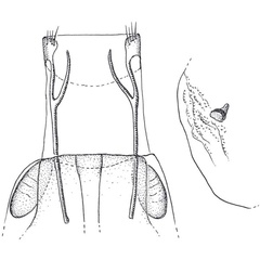 /filer/webapps/moths/media/images/T/turicola_Epermenia_GFPT_BMNH.jpg