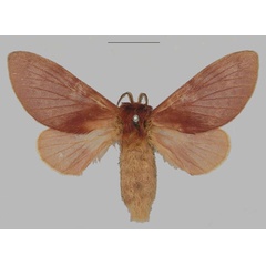 /filer/webapps/moths/media/images/V/viola_Pseudometa_AF_SNHM.jpg
