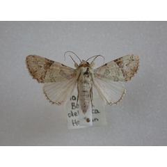 /filer/webapps/moths/media/images/D/delicata_Bamra_A_Revell.jpg