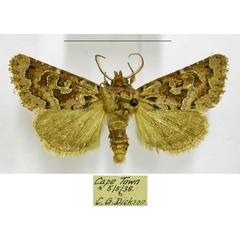 /filer/webapps/moths/media/images/B/botonga_Rhodochlaena_AM_Hacker_RoJEpGi.jpg