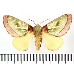 /filer/webapps/moths/media/images/S/singularis_Latoia_AF_BMNH.jpg