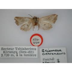 /filer/webapps/moths/media/images/O/ochroneura_Sciomesa_AT_RMCA_02.jpg