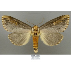 /filer/webapps/moths/media/images/L/lydenburgi_Antheua_AF_Schintlmeister.jpg