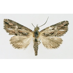 /filer/webapps/moths/media/images/O/opsiphora_Phytometra_AM_TMSA_02.jpg