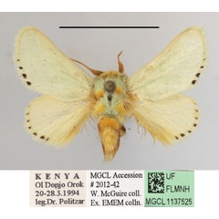 /filer/webapps/moths/media/images/P/postflavida_Coenobasis_A_MGCLa_01.JPG