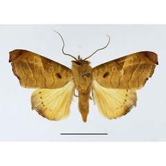 /filer/webapps/moths/media/images/T/tristictica_Parca_AF_Basquin.jpg