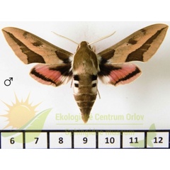 /filer/webapps/moths/media/images/E/euphorbiae_Hyles_AM_SMCR_01.jpg